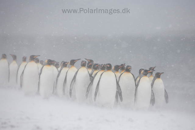 King penguins, Salisbury Plain_MG_0397
