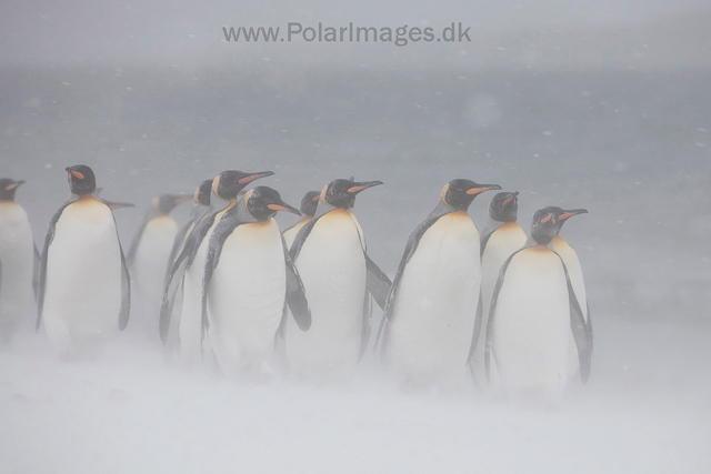 King penguins, Salisbury Plain_MG_0398