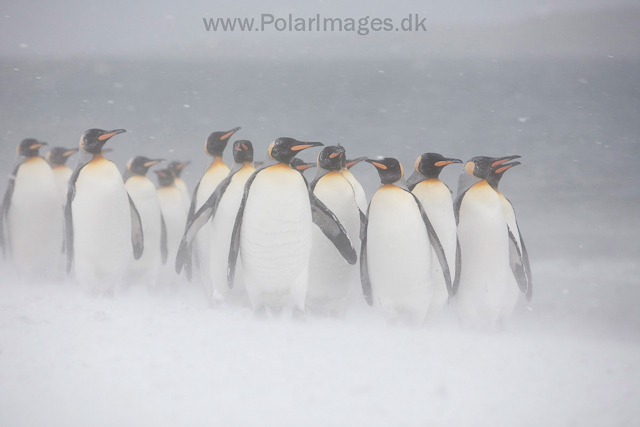 King penguins, Salisbury Plain_MG_0399