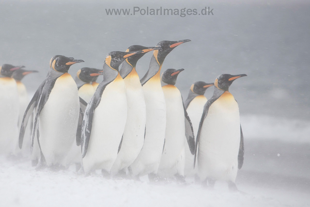 King penguins, Salisbury Plain_MG_0402