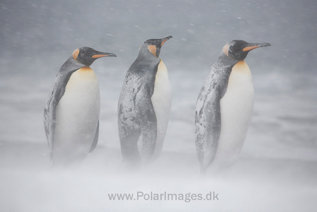 King penguins, Salisbury Plain_MG_0411