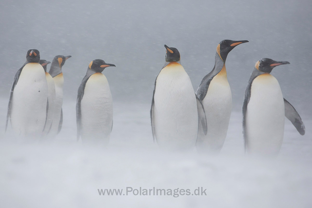King penguins, Salisbury Plain_MG_0417