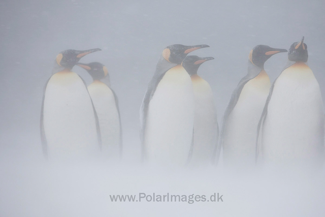 King penguins, Salisbury Plain_MG_0419