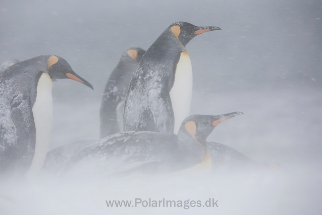 King penguins, Salisbury Plain_MG_0423