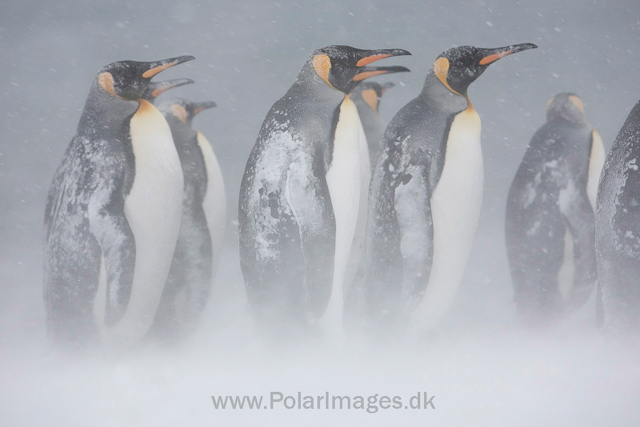 King penguins, Salisbury Plain_MG_0425