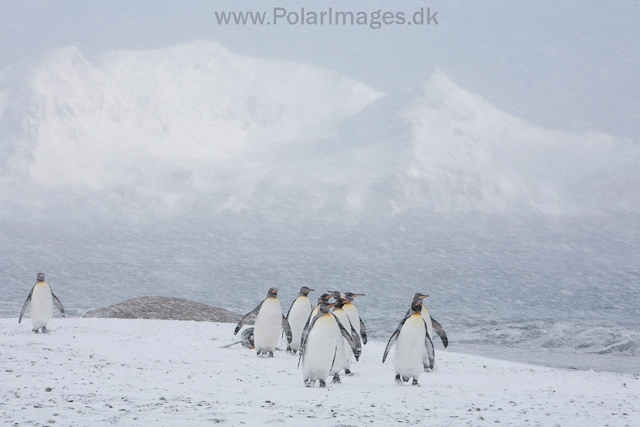 King penguins, Salisbury Plain_MG_0430