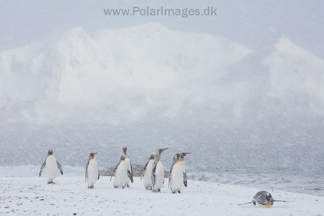 King penguins, Salisbury Plain_MG_0431