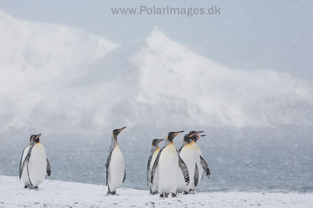 King penguins, Salisbury Plain_MG_0432