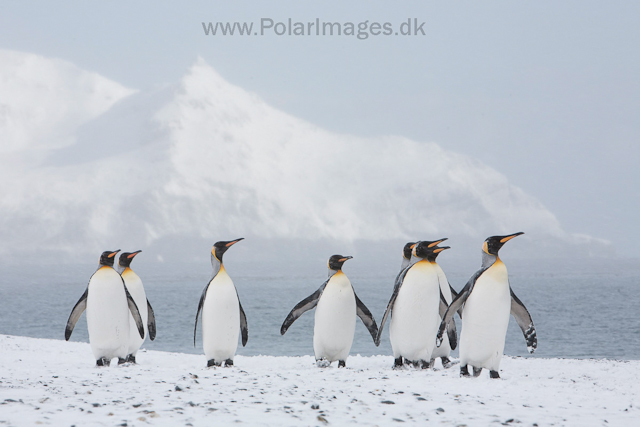 King penguins, Salisbury Plain_MG_0433