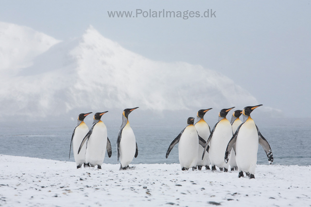 King penguins, Salisbury Plain_MG_0434