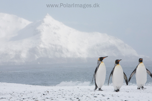 King penguins, Salisbury Plain_MG_0436