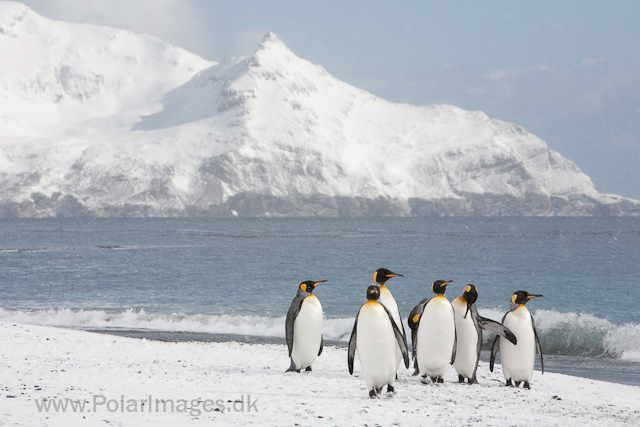 King penguins, Salisbury Plain_MG_0441