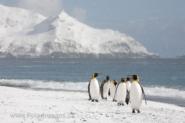 King penguins, Salisbury Plain_MG_0446