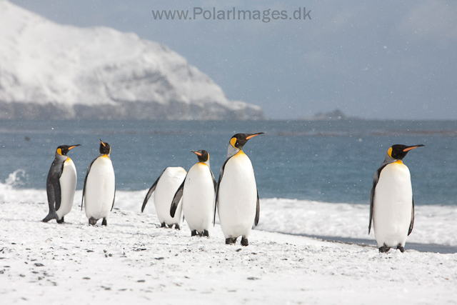 King penguins, Salisbury Plain_MG_0451
