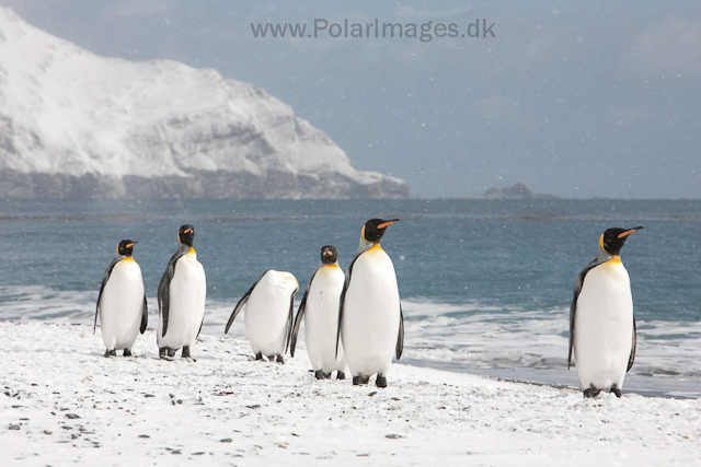 King penguins, Salisbury Plain_MG_0452