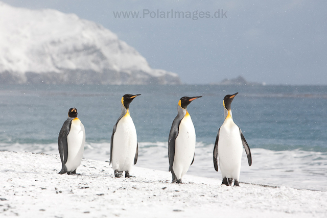 King penguins, Salisbury Plain_MG_0457