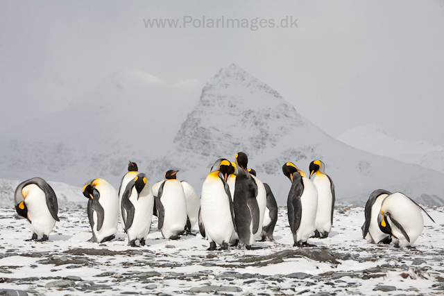 King penguins, Salisbury Plain_MG_0462