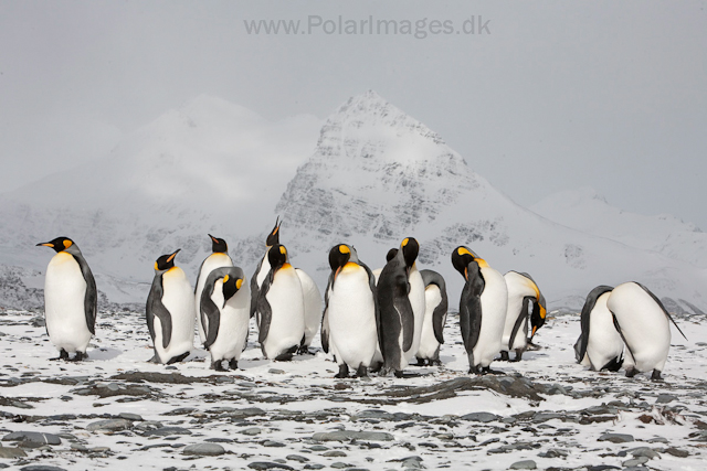 King penguins, Salisbury Plain_MG_0466