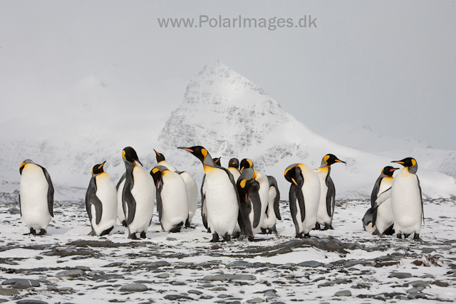 King penguins, Salisbury Plain_MG_0471