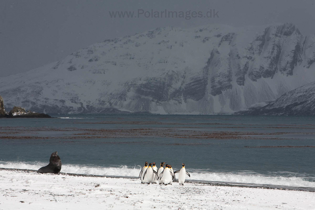 King penguins, Salisbury Plain_MG_0475