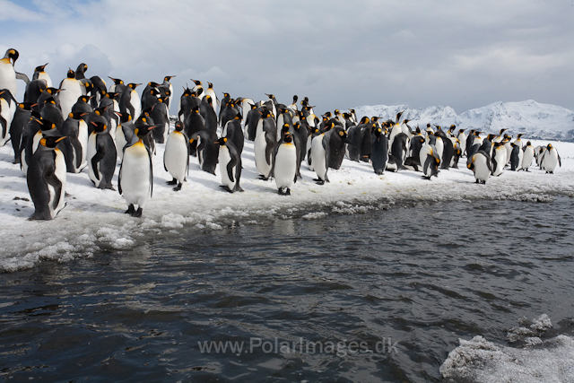 King penguins, Salisbury Plain_MG_0506