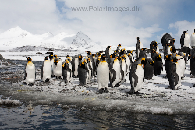 King penguins, Salisbury Plain_MG_0510