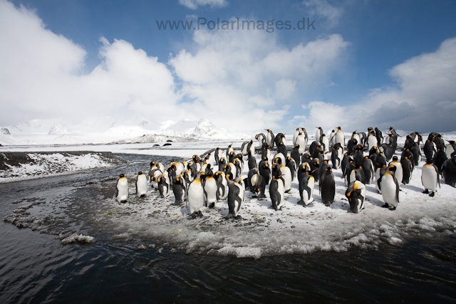 King penguins, Salisbury Plain_MG_0513