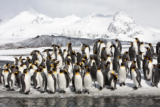 King penguins, Salisbury Plain_MG_0518