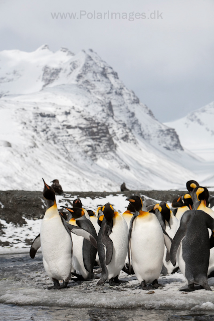 King penguins, Salisbury Plain_MG_0521