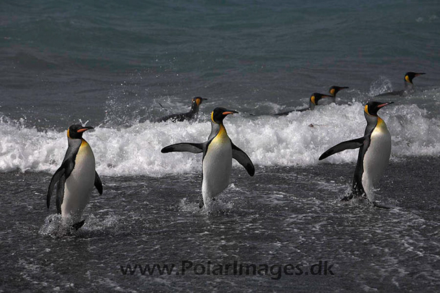 King penguins, Salisbury Plain_MG_0627