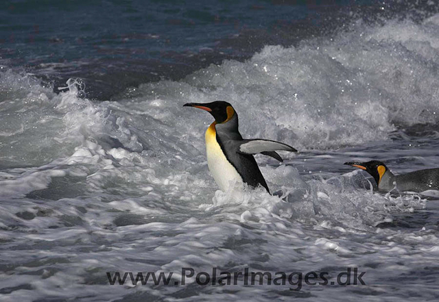 King penguins, Salisbury Plain_MG_0632