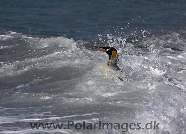 King penguins, Salisbury Plain_MG_0633