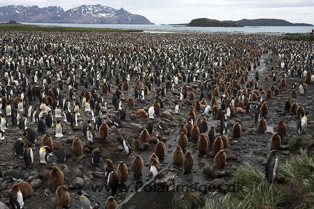 King penguins, Salisbury Plain_MG_7404