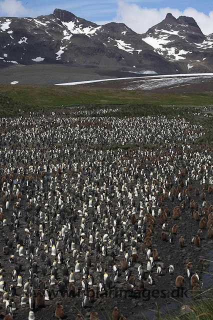 King penguins, Salisbury Plain_MG_7470