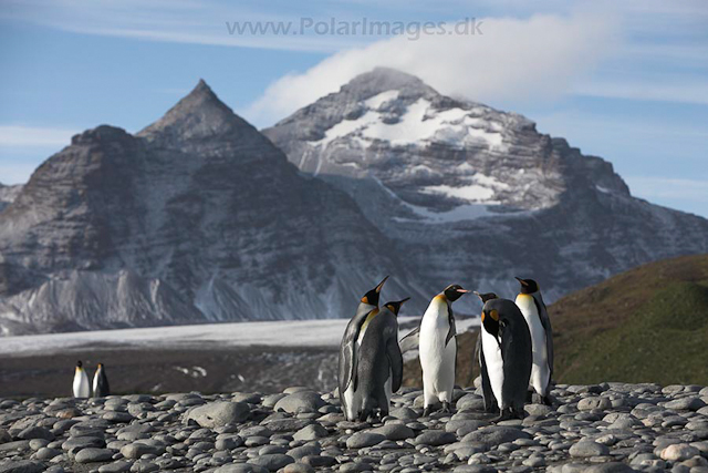 King penguins,Salisbury Plain, SG_MG_3069