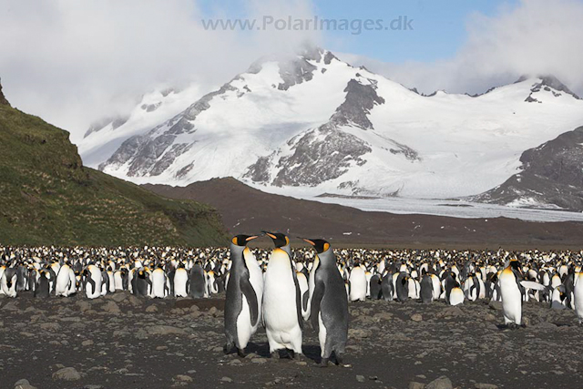 King penguins, Salisbury Plain, SG_MG_3090