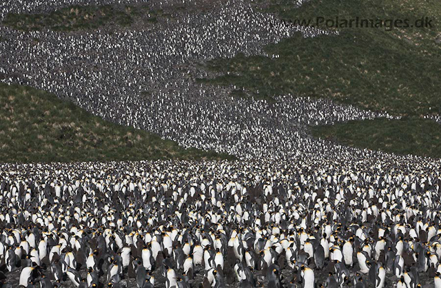 King penguins,Salisbury Plain, SG_MG_3101