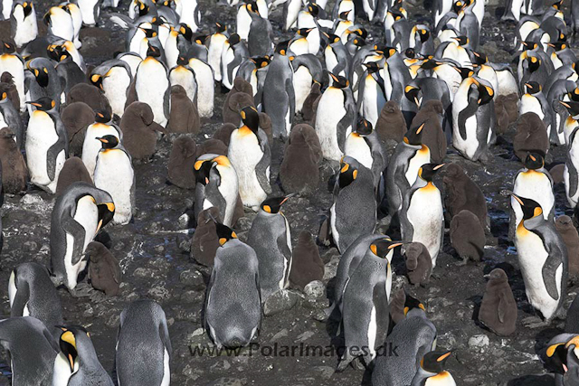 King penguins,Salisbury Plain, SG_MG_3104