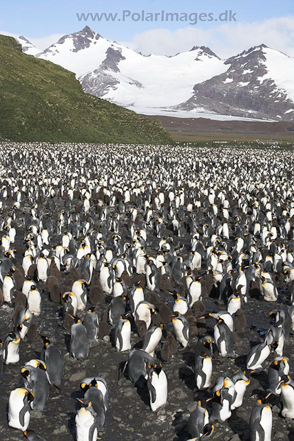 King penguins,Salisbury Plain, SG_MG_3106