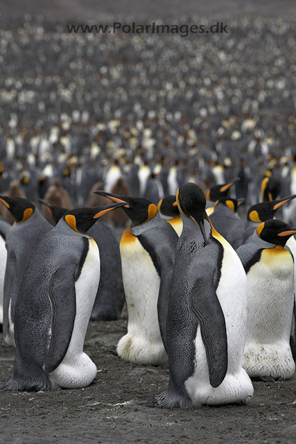 King penguins,St. Andrews Bay, SG_MG_2271