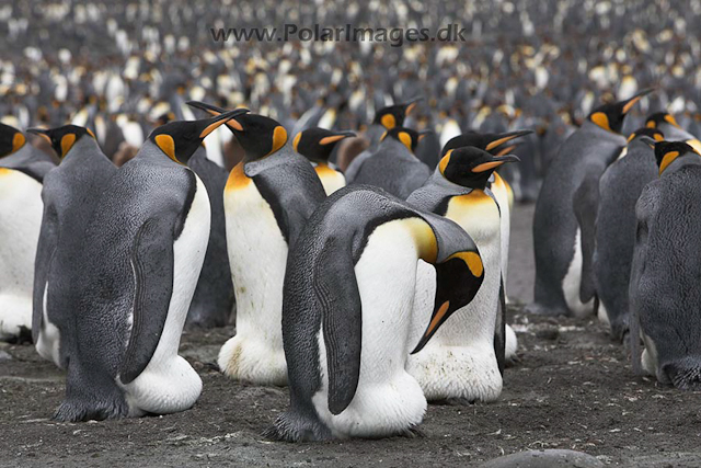 King penguins,St. Andrews Bay, SG_MG_2277