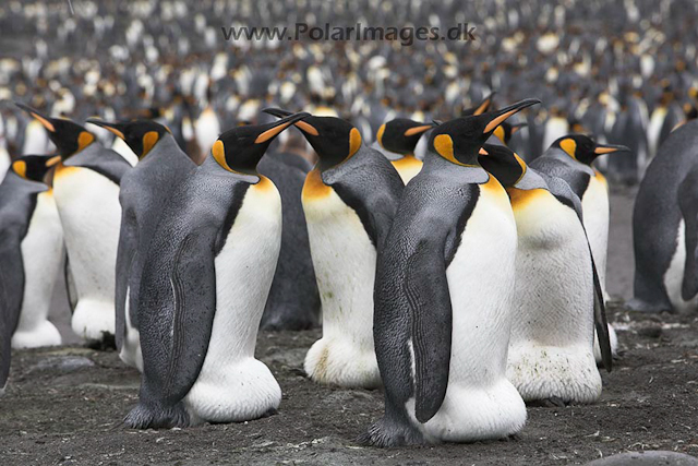 King penguins,St. Andrews Bay, SG_MG_2281