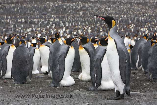 King penguins,St. Andrews Bay, SG_MG_2283