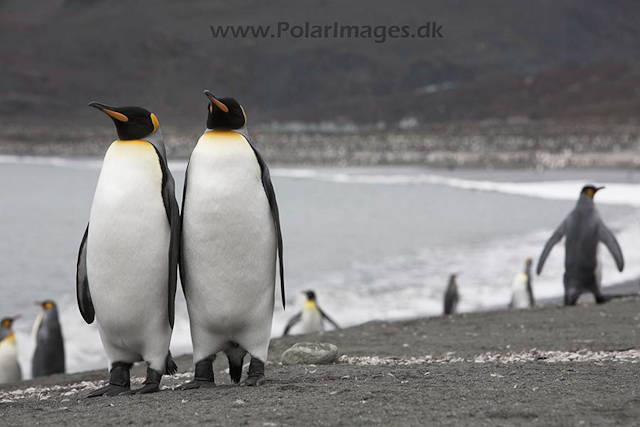 King penguins,St. Andrews Bay, SG_MG_2359