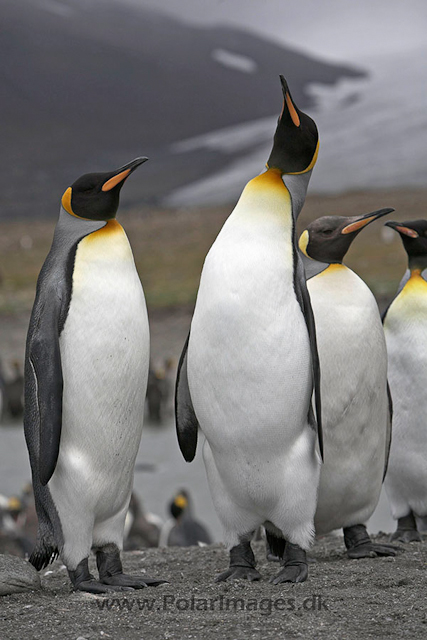 King penguins,St. Andrews Bay, SG_MG_2370