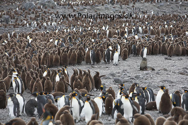 King penguins,St. Andrews Bay, SG_MG_7356