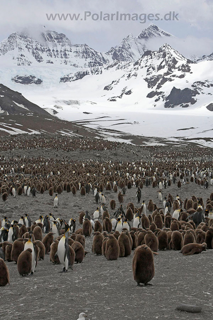 King penguins,St. Andrews Bay, SG_MG_7358