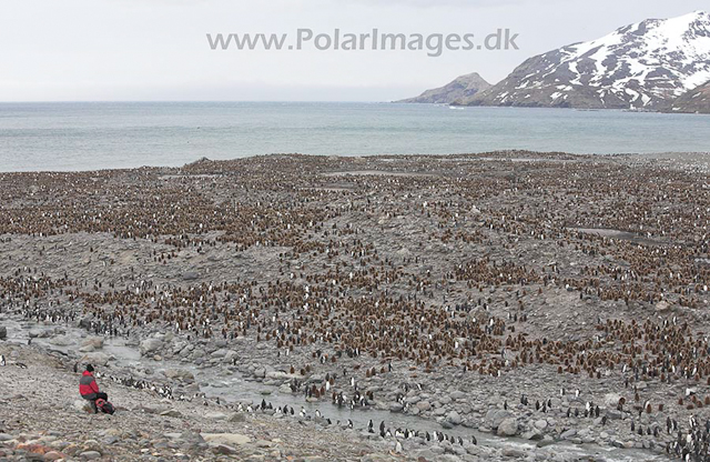 King penguins,St. Andrews Bay, SG_MG_7382