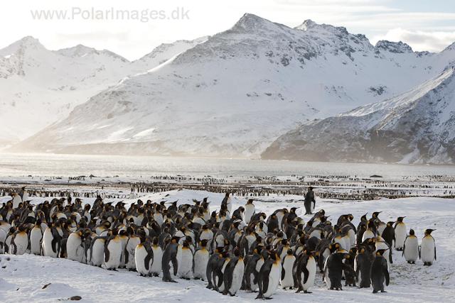 King penguins, St Andrews Bay_MG_0571