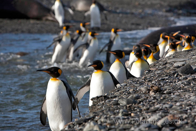 King penguins, St Andrews Bay_MG_0628